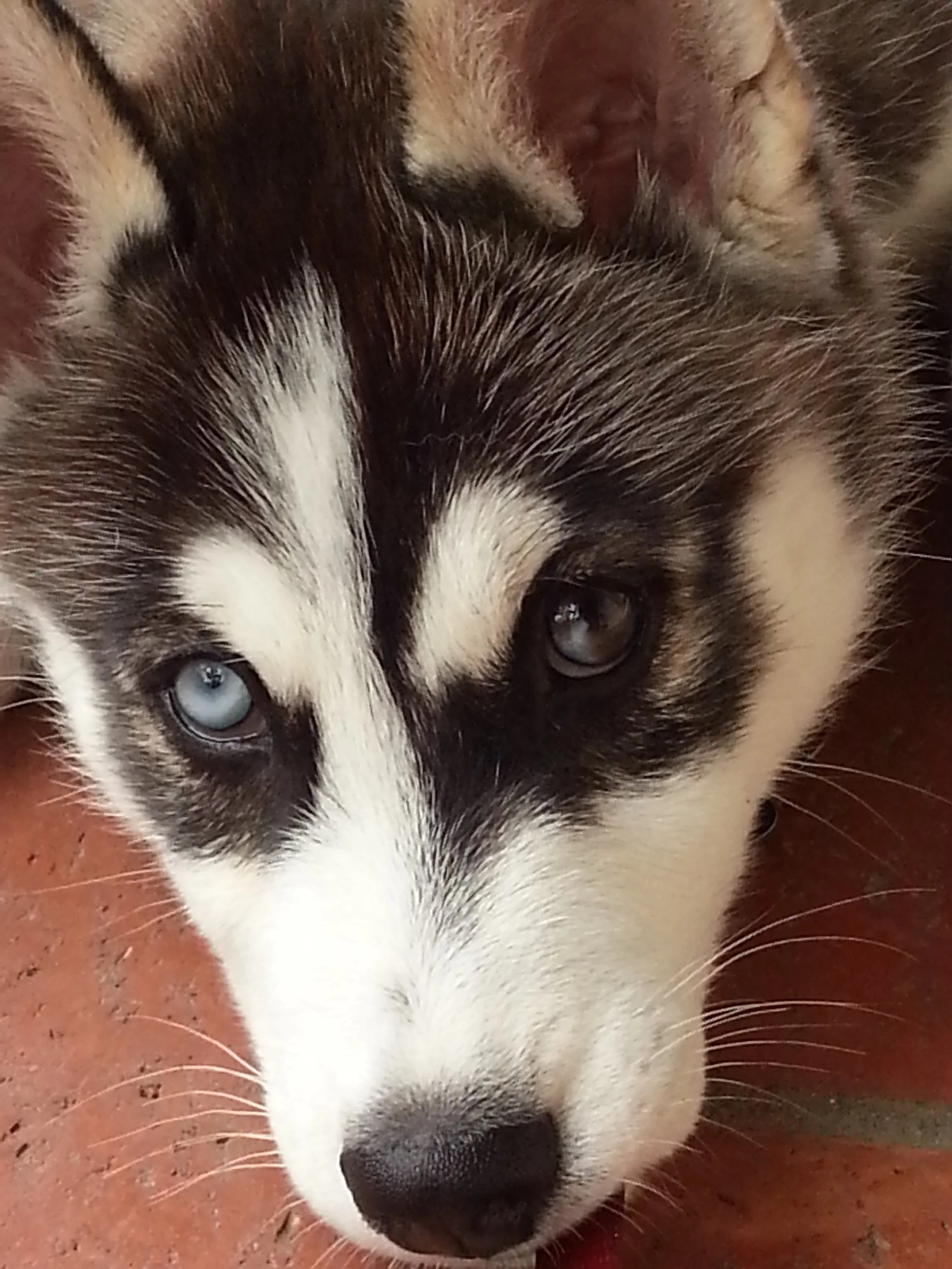 Baby Yukon, a Siberian husky puppy with bright blue eyes